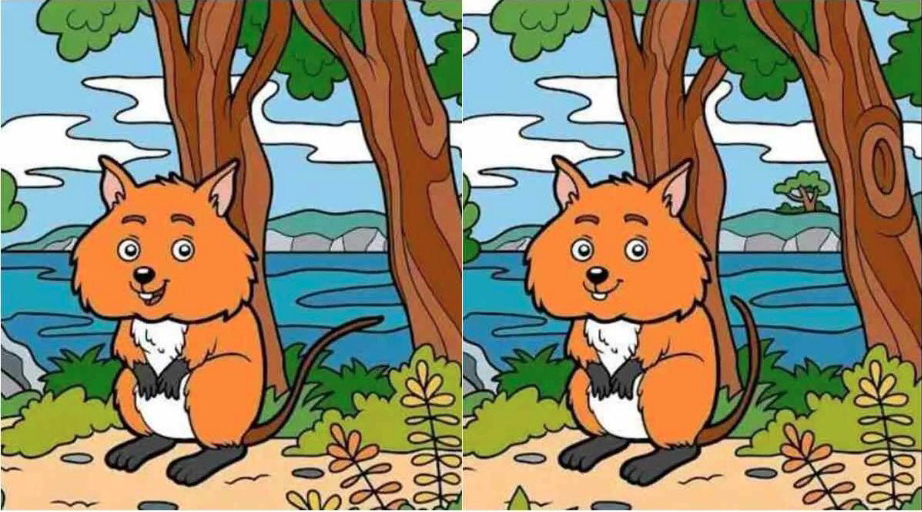 Two identical illustrations of an orange, cartoon quokka sitting by a body of water.