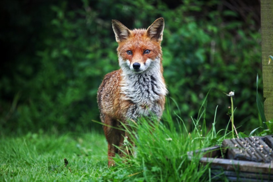 Red fox in a garden.