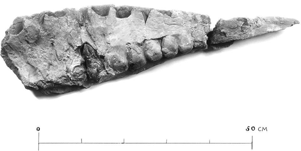 Photograph of *Tameryraptor markgrafi* maxilla fossil with scale bar.