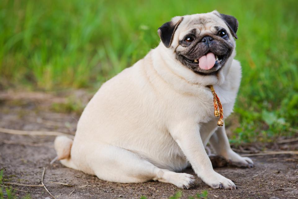 A fat pug sitting on the ground.