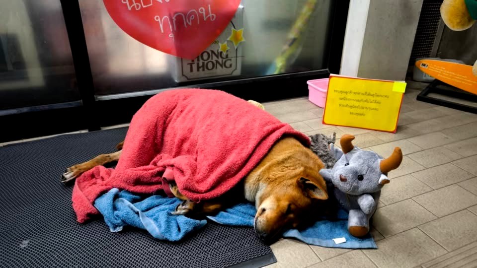 Dog sleeping on the ground wrapped in a red towel near a store.