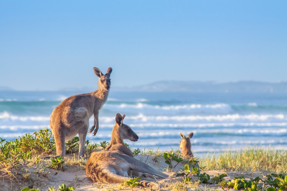 Three kangaroos on a beach.