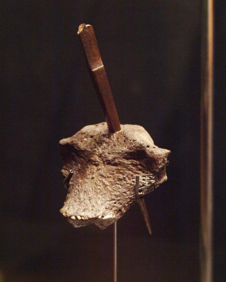 The breastbone of the Porsmose man with an arrow penetrating it.