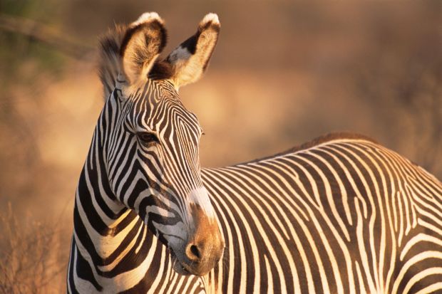 Zebra in profile.