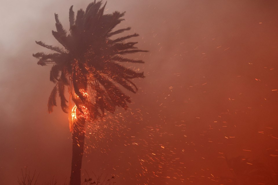 Palm tree burning in wildfire.