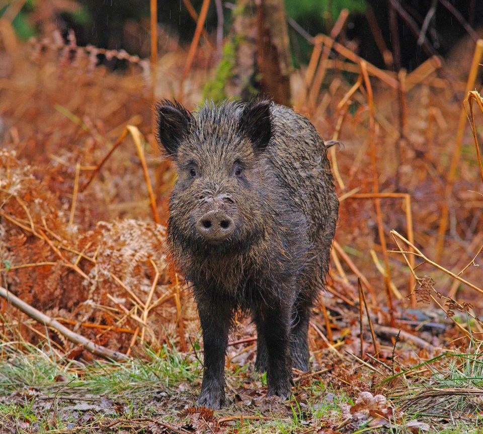 Wild boar in a forest.