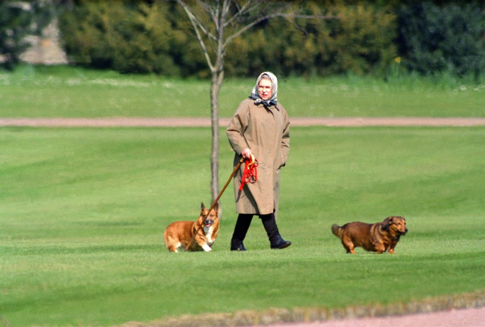 Queen Elizabeth II walking her dogs at Windsor Castle.