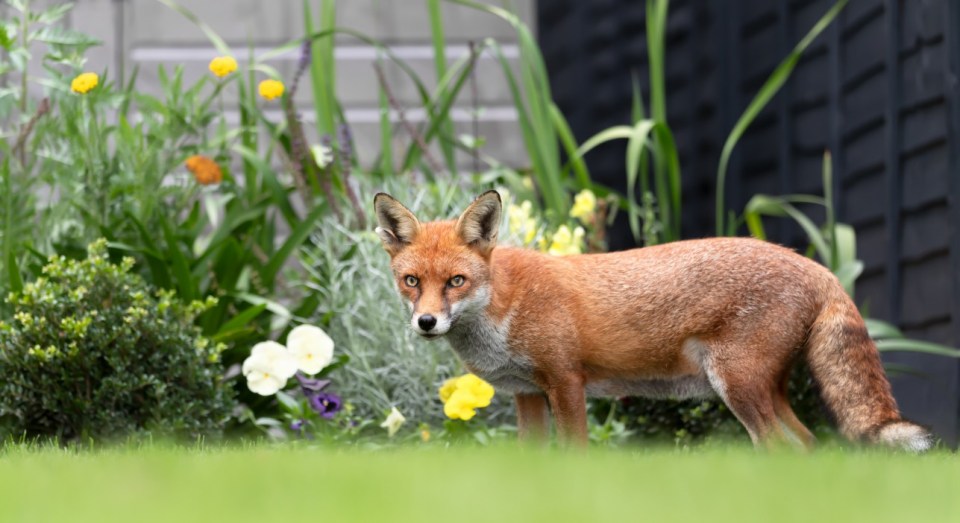 Red fox in a garden.