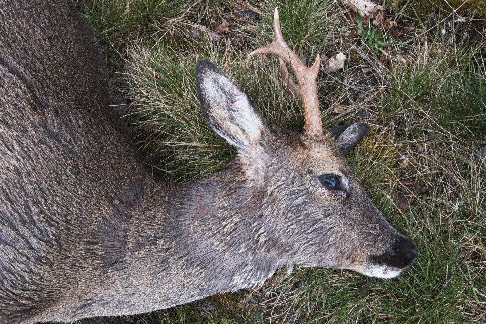 Dead deer lying in the grass.