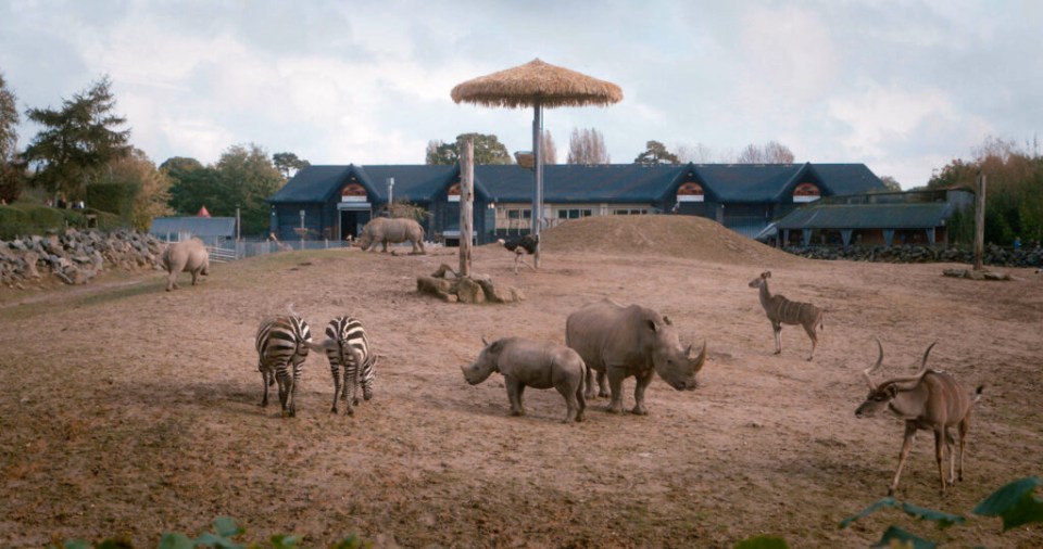 African animals in a zoo enclosure.