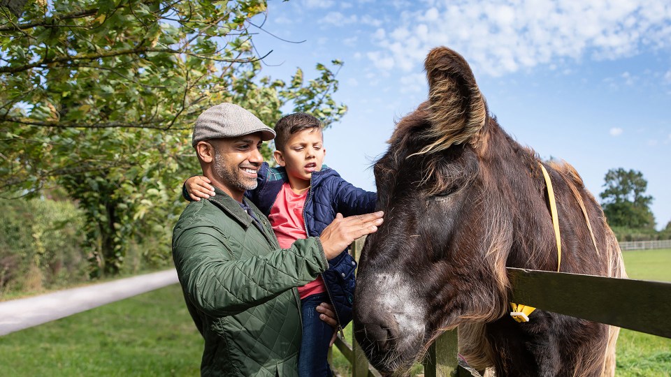 The top-rated Donkey Sanctuary in Sidmouth, where entry and parking are both free