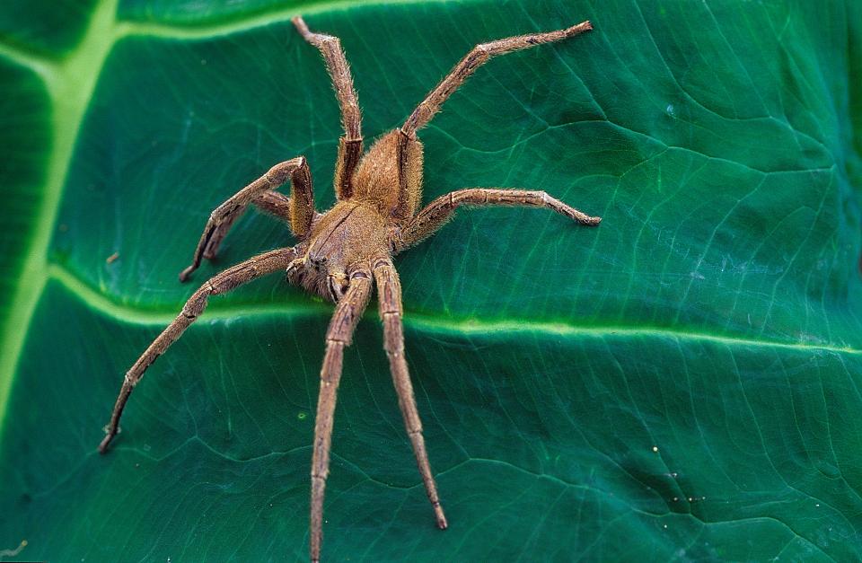 The critter – also known as the banana spider – has been linked to several deaths