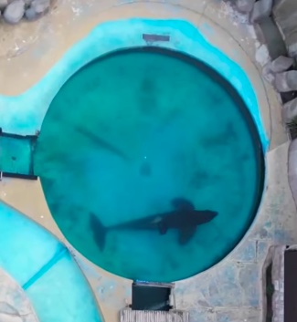 Orca in small aquarium pool.