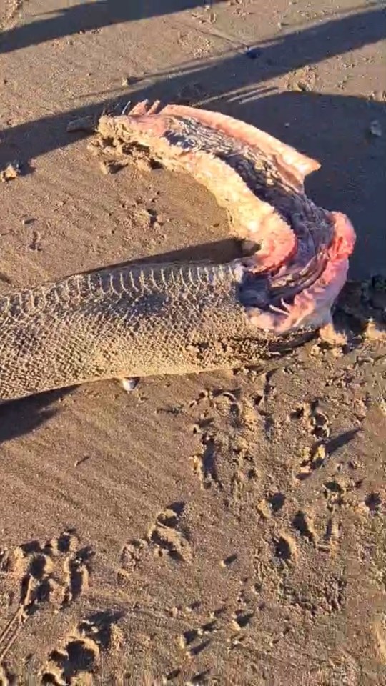 Mysterious remains of a large sea creature on a beach.