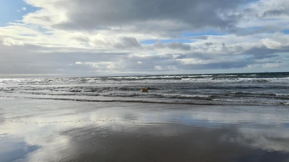 Dog in the ocean at Ardeer Beach, Scotland.