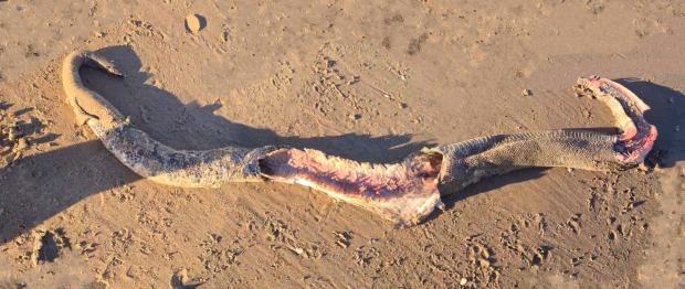 Mysterious remains of a large exotic predator on a Scottish beach.