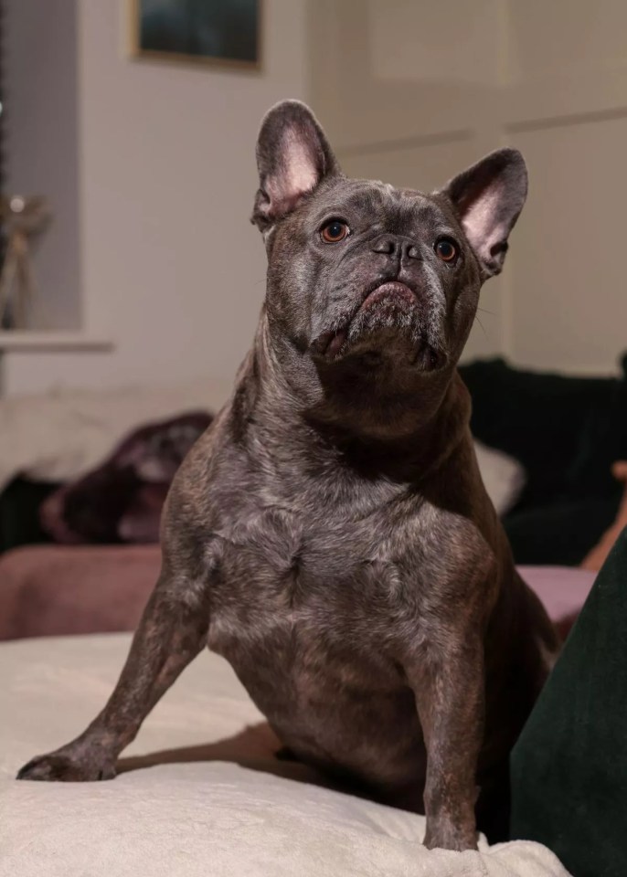 A woman holding a large French bulldog.