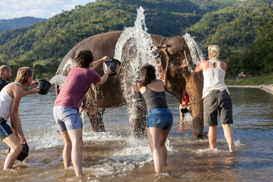 Tourists washing an elephant in a river.