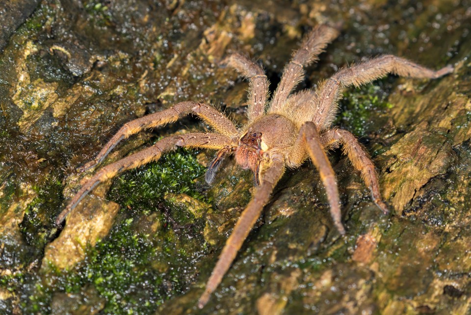 The Brazilian wandering spider, seen here on a tree in Peru, can bite you if disturbed