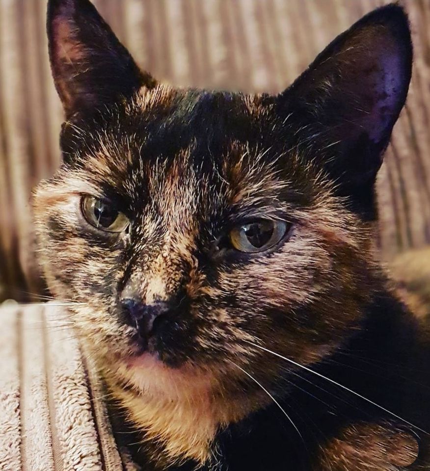 Close-up of Marshall, a nine-year-old tortoiseshell cat.