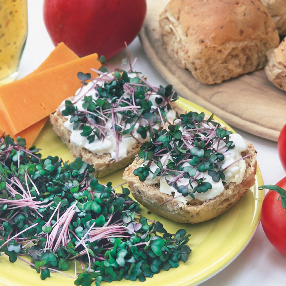 Red cabbage microgreens on bread with cream cheese.