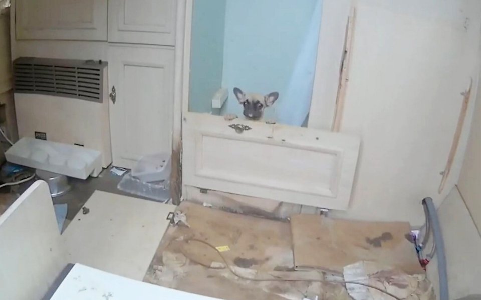 A puppy looking out from a dilapidated caravan with a floor covered in feces and urine.