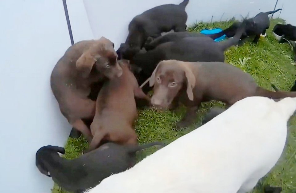 Puppies in a squalid caravan.