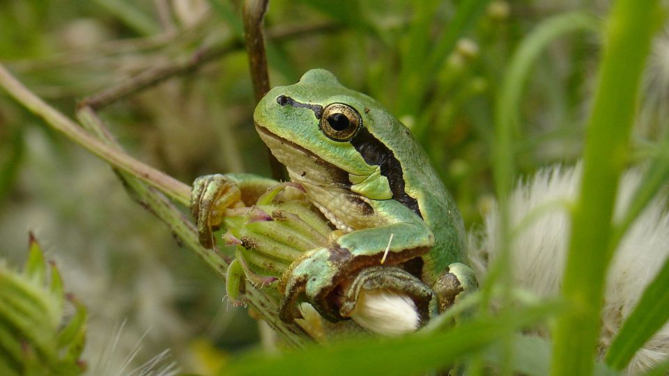 Green tree frog on a plant.