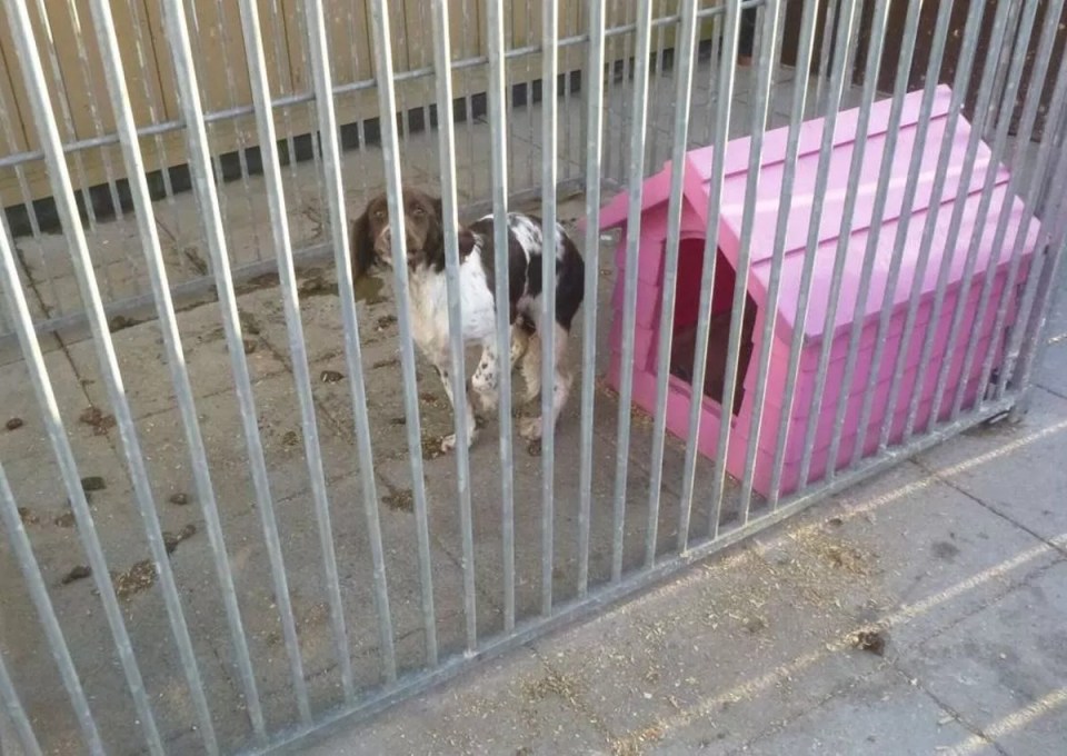 A dog in a cage with a pink dog house.