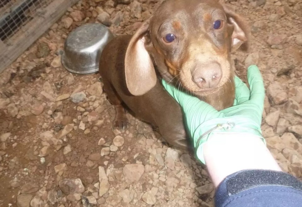 Brown dachshund being handled by a person wearing a green glove.